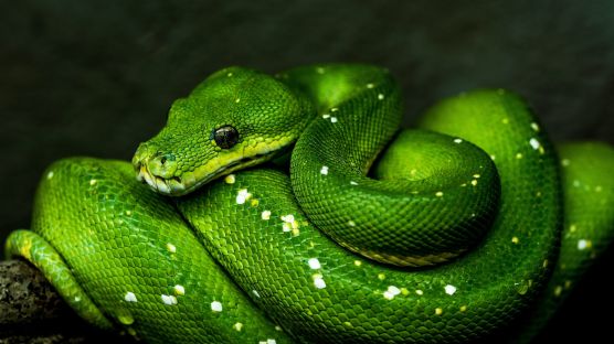 A green snake