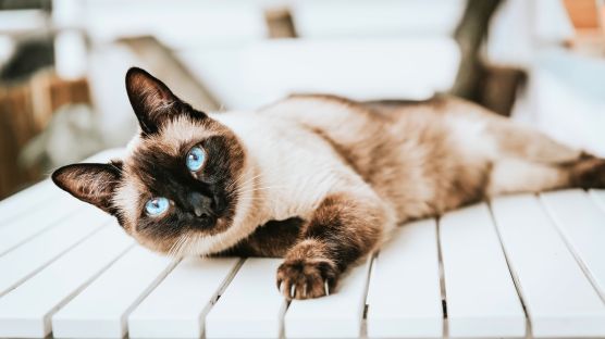 Young siamese cat lying on a table