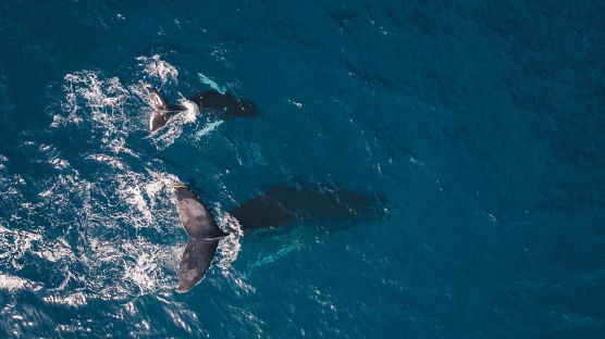 2 whales swimming with their tails out