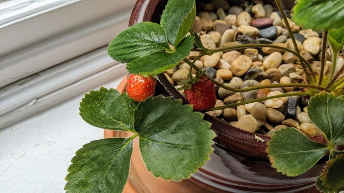 Strawberry plant with ripe strawberries