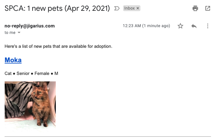 An email message containing a picture of a senior cat